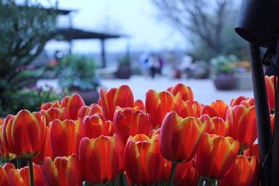 Dallas Arboretum and Botanical Gardens in Texas