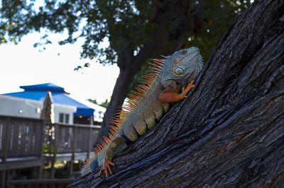 Wild life op de Florida Keys