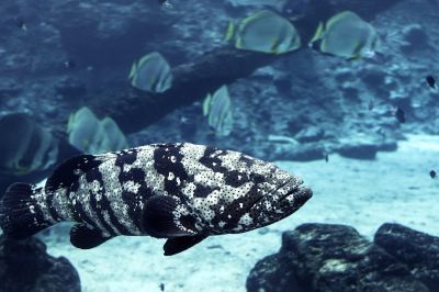 John Pennekamp Coral Reef State Park in Florida