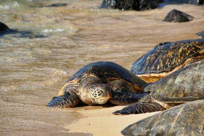 Schildpadden spotten