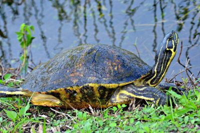 Everglades National Park