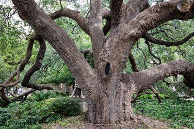 Historic Tree